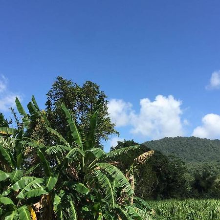 Logement En Pleine Verdure Tropicale -10 Min Plage Le Morne-Rouge Luaran gambar
