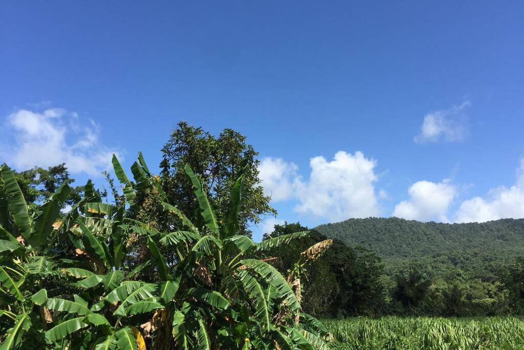 Logement En Pleine Verdure Tropicale -10 Min Plage Le Morne-Rouge Luaran gambar